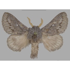 /filer/webapps/moths/media/images/A/asterae_Gaiarana_PTM_MfN_04.jpg