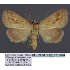 /filer/webapps/moths/media/images/F/ferrufascia_Phytometra_HT_Stadie.jpg