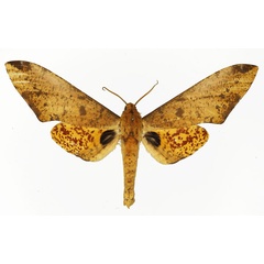 /filer/webapps/moths/media/images/S/stigmatica_Platysphinx_AM_Basquin_01.jpg