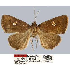 /filer/webapps/moths/media/images/I/incertalis_Ilattia_HT_MNHN.jpg