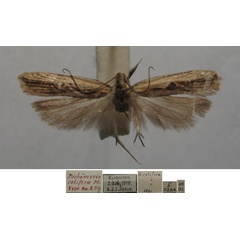 /filer/webapps/moths/media/images/C/cotifera_Dichomeris_HTM_TMSA.jpg