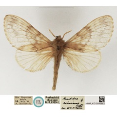 /filer/webapps/moths/media/images/S/sahariensis_Anadiasa_STF_NHMUK_01.jpg