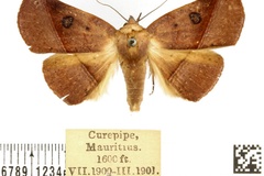 Prominea porrecta
