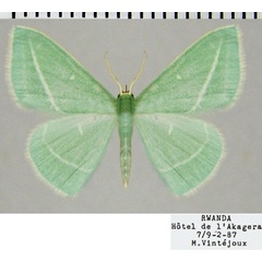 /filer/webapps/moths/media/images/D/divergens_Omphacodes_AF_ZSM.jpg