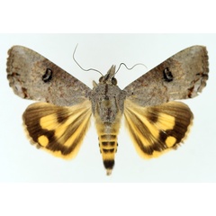 /filer/webapps/moths/media/images/D/deflorata_Hypocala_AM_TMSA_01.jpg