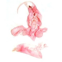 /filer/webapps/moths/media/images/S/sysciodes_Acrapex_GMPT_MSNM_5102.jpg