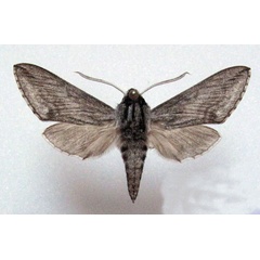 /filer/webapps/moths/media/images/P/penricei_Hoplistopus_AM_Basquin.jpg