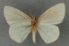 Heterorachis trita