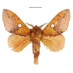 /filer/webapps/moths/media/images/A/aurantiaca_Hypotrabala_PTM_ANHRT.jpg