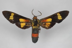 Euchromia madagascariensis