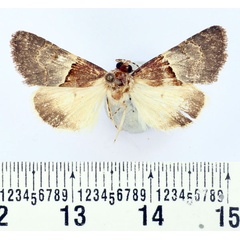 /filer/webapps/moths/media/images/N/nejdicola_Drasteriodes_A_BMNH.jpg