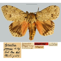 /filer/webapps/moths/media/images/J/joannisi_Lymantria_HT_MNHN.jpg