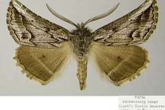 Drepanogynis dami