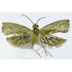 /filer/webapps/moths/media/images/M/mucronata_Cosmetra_HT_ZMJU.jpg