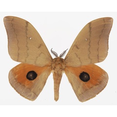 /filer/webapps/moths/media/images/I/irius_Pseudobunaea_AM_Basquina.jpg