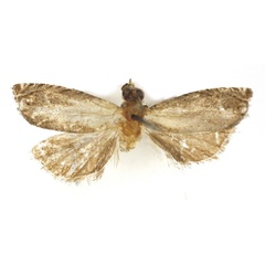 /filer/webapps/moths/media/images/P/periculosa_Fulcrifera_AM_Bassi.jpg