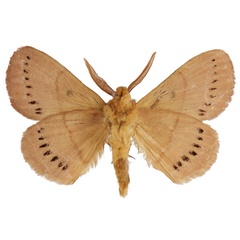 /filer/webapps/moths/media/images/M/melambela_Philotherma_AM_Cipollab.jpg