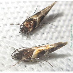 /filer/webapps/moths/media/images/A/abcedella_Eteobalea_A_Bippus.jpg