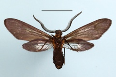 Saliunca styx