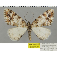 /filer/webapps/moths/media/images/S/superuncina_Ectropis_PTF_ZSM.jpg