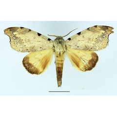 /filer/webapps/moths/media/images/Q/quinquepunctata_Mesonadata_AM_Basquin_03.jpg