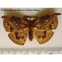 /filer/webapps/moths/media/images/F/fenestrata_Spidia_A_OUMNH_02.jpg