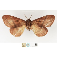 /filer/webapps/moths/media/images/N/niris_Pachygastria_STF_NHMUK.jpg