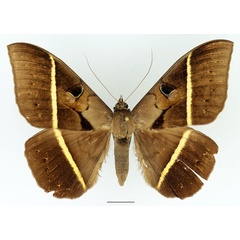 /filer/webapps/moths/media/images/J/joa_Cyligramma_A_Basquin_01.jpg