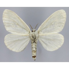 /filer/webapps/moths/media/images/P/pruinosa_Lymantica_AF_Romyaldb.jpg