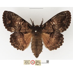/filer/webapps/moths/media/images/H/hypolispa_Craspia_AT_NHMUK.jpg