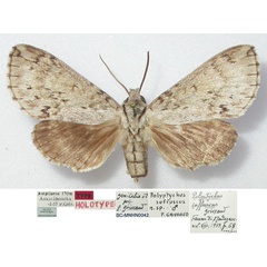/filer/webapps/moths/media/images/S/suffuscus_Polyptychus_STM_MNHN.jpg