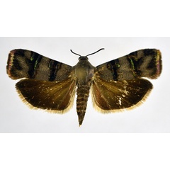 /filer/webapps/moths/media/images/A/agassizi_Nigilgia_AF_NHMO.jpg