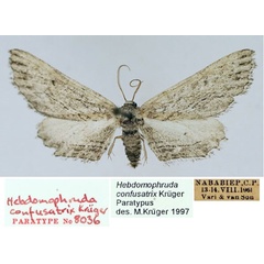 /filer/webapps/moths/media/images/C/confusatrix_Hebdomophruda_PTM_TMSA_02.jpg