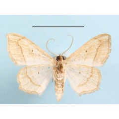 /filer/webapps/moths/media/images/P/penricei_Scopula_A_MGCLb_01.JPG