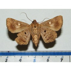 /filer/webapps/moths/media/images/D/discimacula_Athyrma_A_Goffb_01.jpg