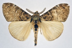 Argyrostagma niobe