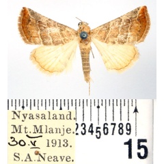 /filer/webapps/moths/media/images/B/baccatrix_Eublemma_AM_BMNH.jpg