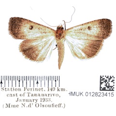 /filer/webapps/moths/media/images/M/malagasy_Tathorhynchus_AF_BMNH.jpg