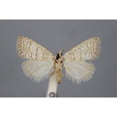 /filer/webapps/moths/media/images/L/leucalea_Meganola_A_BMNH.jpg