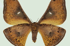 Dogoia stellata
