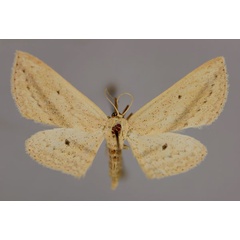 /filer/webapps/moths/media/images/D/donovani_Scopula_A_ZSM_01.jpg