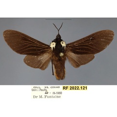 /filer/webapps/moths/media/images/H/hanoti_Casphalia_HT_RMCA.jpg
