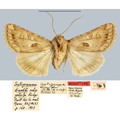 /filer/webapps/moths/media/images/G/getula_Scotogramma_HT_MNHN.jpg