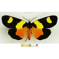 /filer/webapps/moths/media/images/L/laetepicta_Eligma_AM_NHMUK.jpg