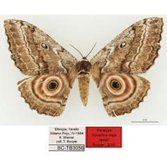 /filer/webapps/moths/media/images/T/terrali_Gynanisa_AT_RBINSa.jpg