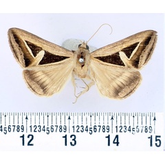 /filer/webapps/moths/media/images/H/hyppasia_Trigonodes_AM_BMNH.jpg