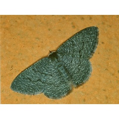 /filer/webapps/moths/media/images/S/stibolepida_Phaiogramma_A_Roland_01_zJIFNhp.jpg