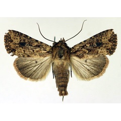 /filer/webapps/moths/media/images/M/madensis_Mythimna_AM_Aulombard.jpg