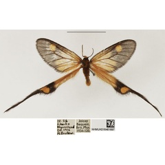/filer/webapps/moths/media/images/P/papilionaria_Semioptila_AF_NHMUK.jpg