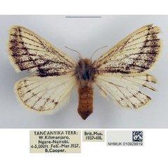 /filer/webapps/moths/media/images/F/fuscodorsata_Phiala_AF_NHMUK_02.jpg